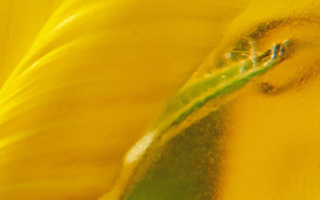 Sunflower Seed Oil