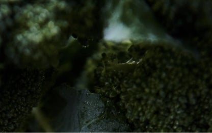 Broccoli Seed Oil