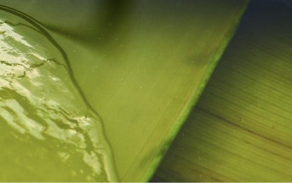 Aloe