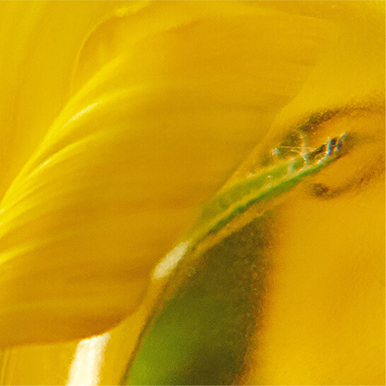Hydrating Eyelash Benefits of Sunflower Seed Oil