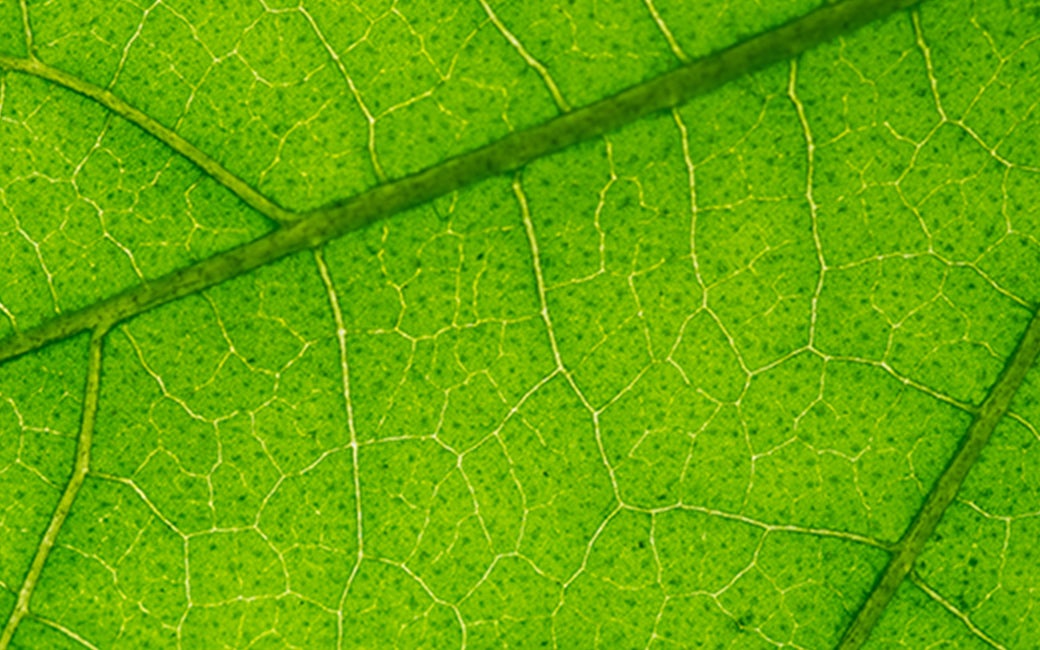 Cellulose Plant Fiber