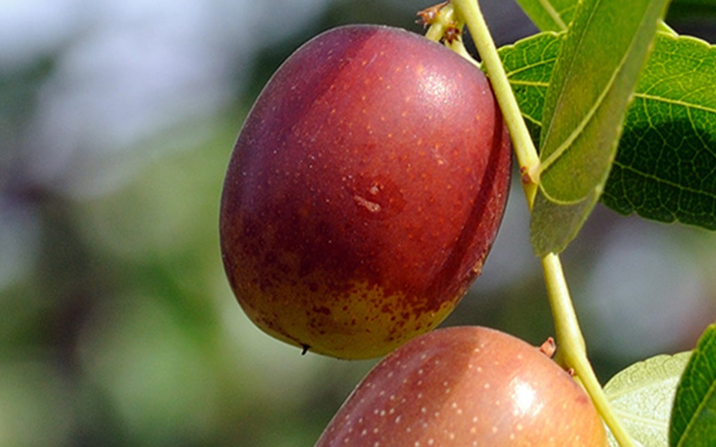 Jojoba Oil